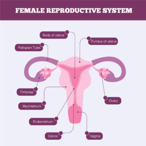 Female Reproductive System Infographic