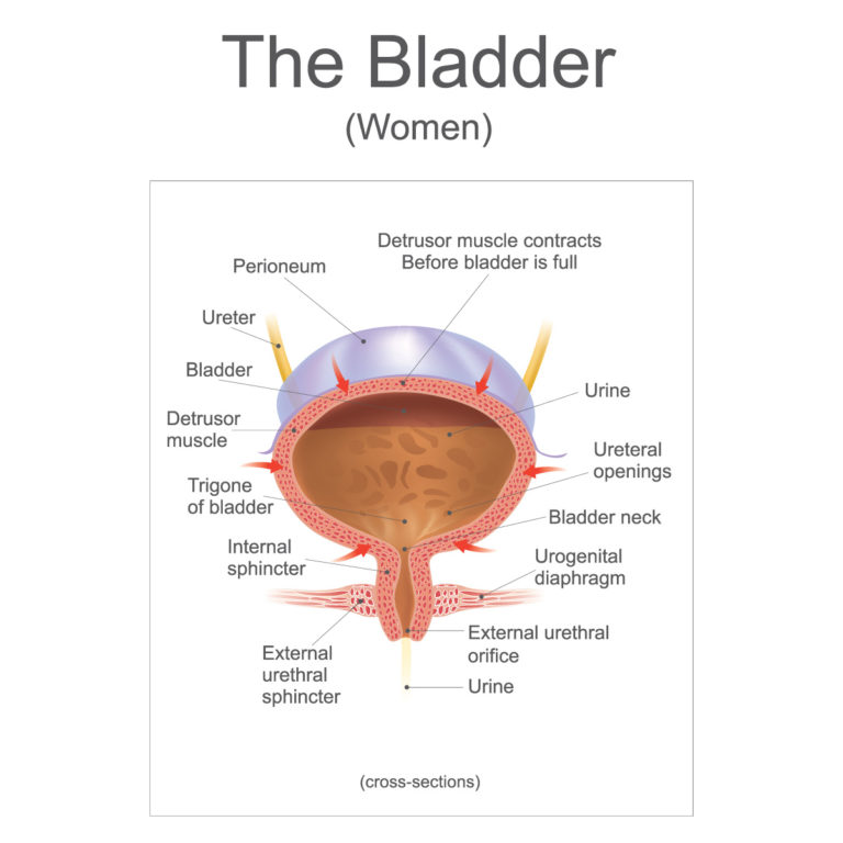 What Is A Prolapsed Bladder The Symptoms And How Do I Treat It 7270