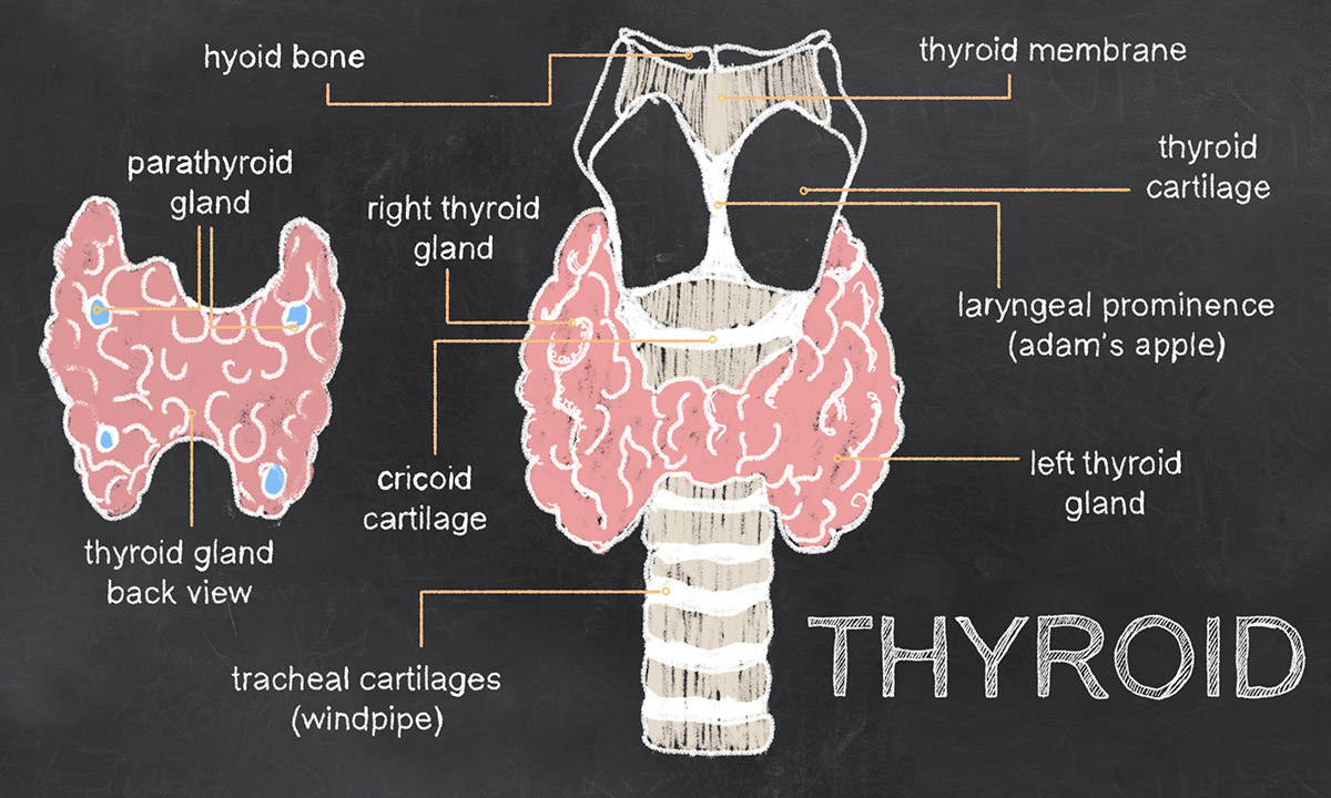 Thyroid Issues