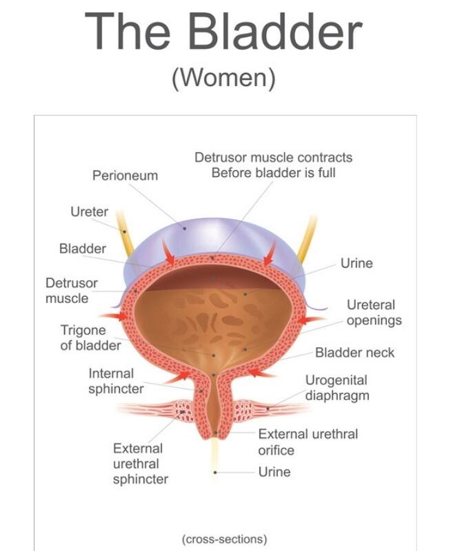 female bladder and incontinence
