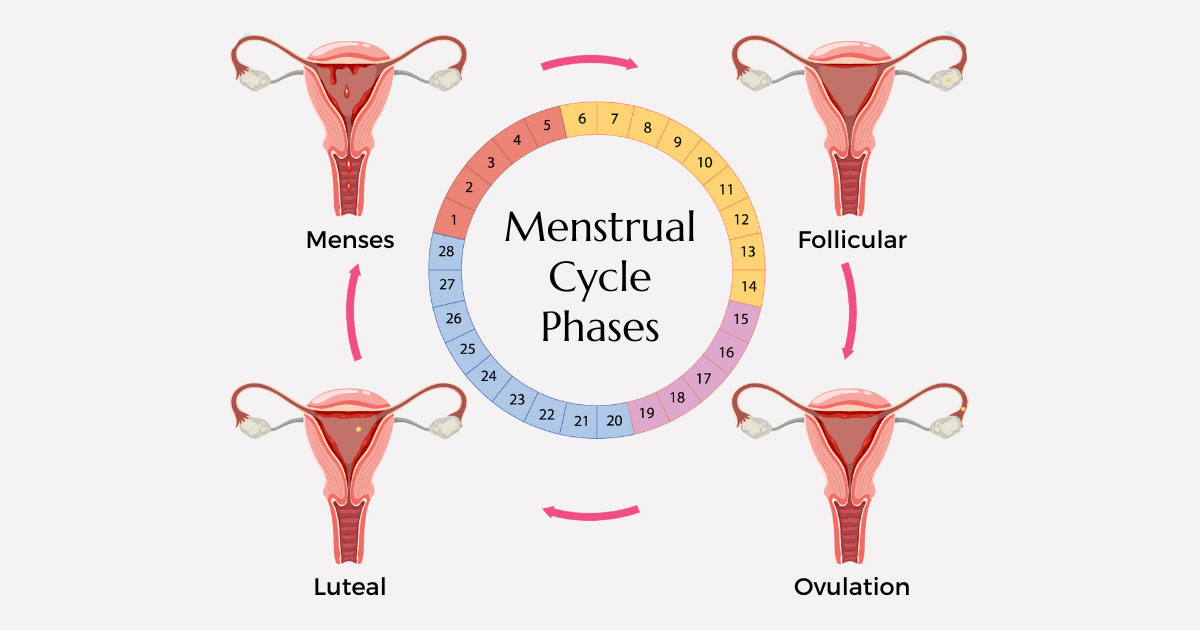 Menstrual Cycle Phases Infographic