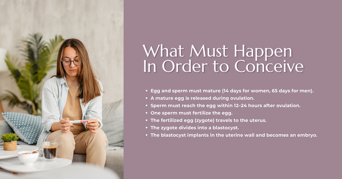 What Must Happen In Order to Conceive